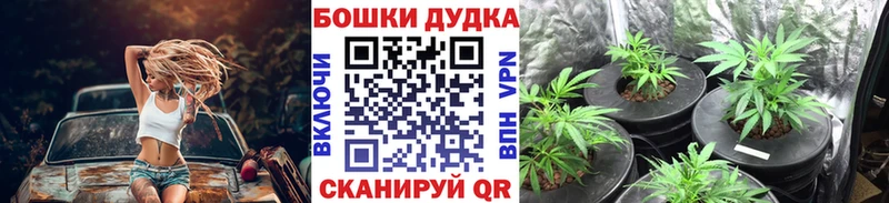 Бошки марихуана план Купить где Иноземцево